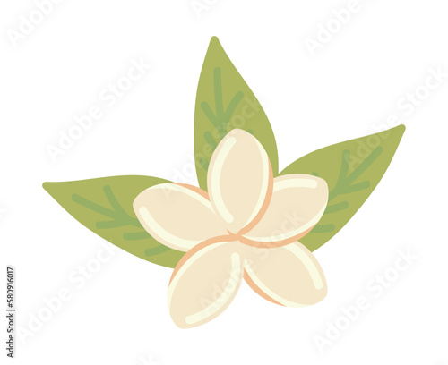 frangipani flower and leaf