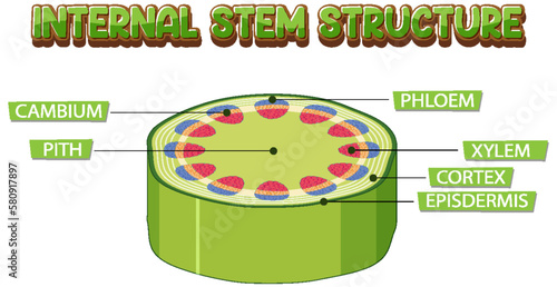 Internal structure of stem diagram