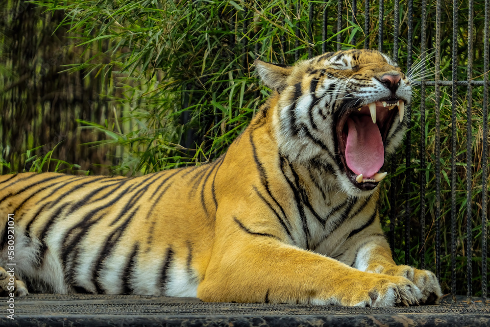 Obraz premium siberian tiger in the zoo