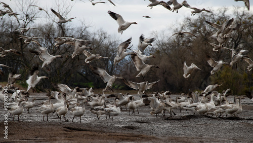 flock of fowl in flight