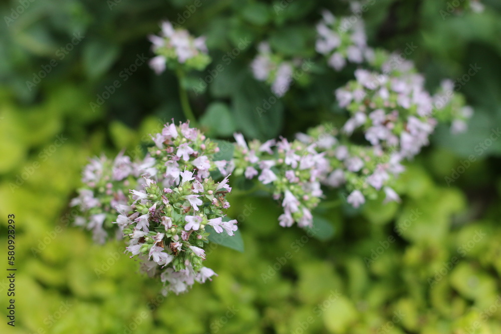 Lebiodka pospolita Origanum vulgare oregano Lebiodka pospolita Origanum vulgare oregano