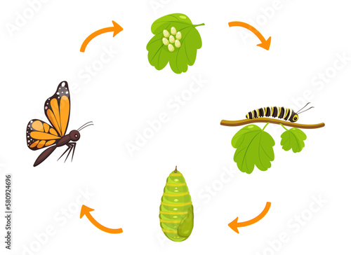 Butterfly life cycle. Transformation of caterpillar from cocoon. Vector illustration of insect metamorphosis infographic