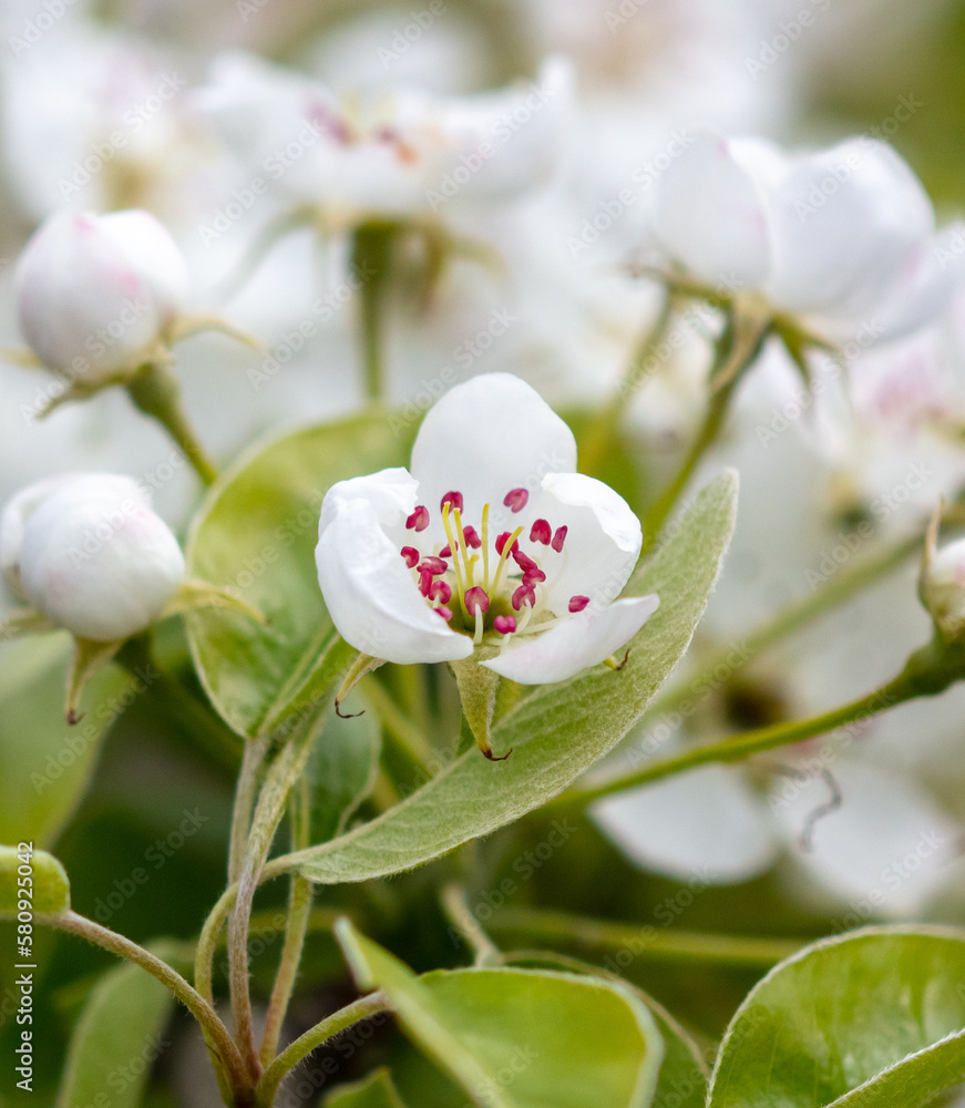 Obraz premium Flowers on the branches of a pear tree in spring.
