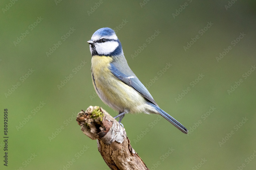 Fototapeta premium Blaumeise&nbsp;(Cyanistes caeruleu)
