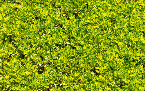 Green leaves on a hedge.