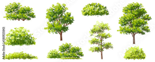 Vector watercolor of green tree side view isolated on white background for landscape and architecture drawing, elements for environment and garden, painting botanical for section and elevation
