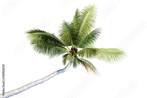 Coconut tree in 3d rendering isolated