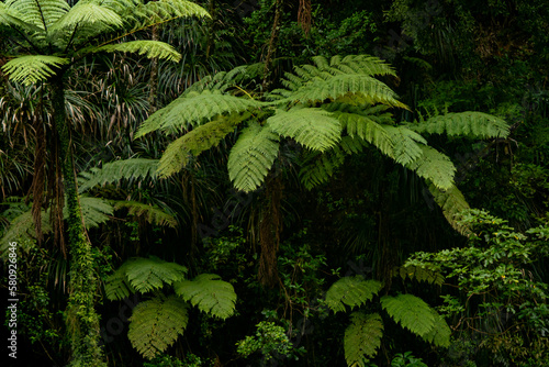 Giant Tree Ferns In New Zealand Jungle