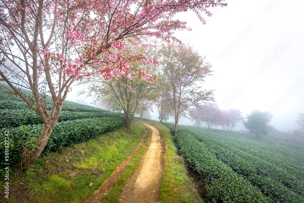 Cherry tree on tea hill flowers blossom bloom in spring in Sa Pa, Viet Nam