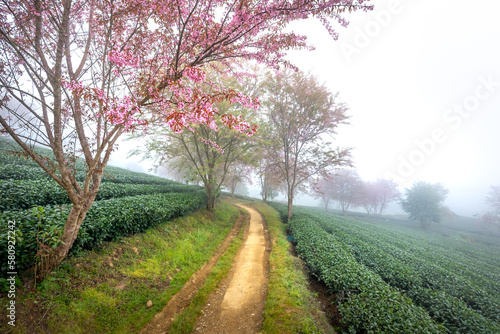 Cherry tree on tea hill flowers blossom bloom in spring in Sa Pa  Viet Nam