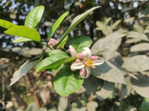 Wallpaper Mural Plant tree flower background Photos  Torontodigital.ca