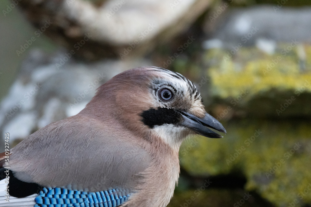 Eichelhäher (Garrulus glandarius) Eichelhäher (Garrulus glandarius)