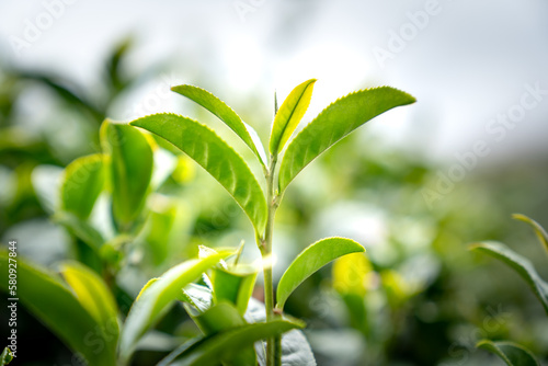 Tea leaves at a plantation in the beams of sunlight. Background natural green plants landscape  ecology  fresh wallpaper concept