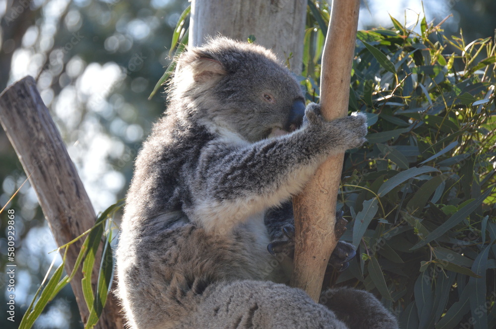 Fototapeta premium koala in a tree
