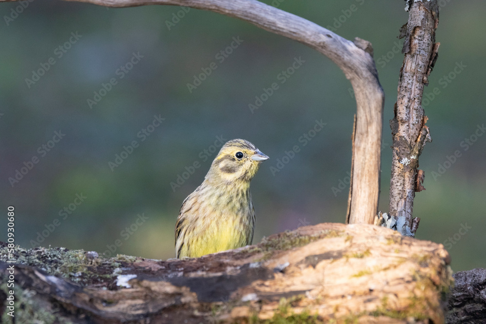 Goldammer (Emberiza citrinella)