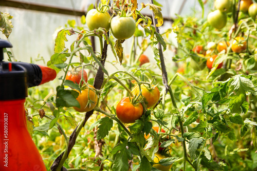 Spraying a tomato with a solution against diseases and phytophthora tomato. Solution of iodine and boric acid. Copy space for text photo