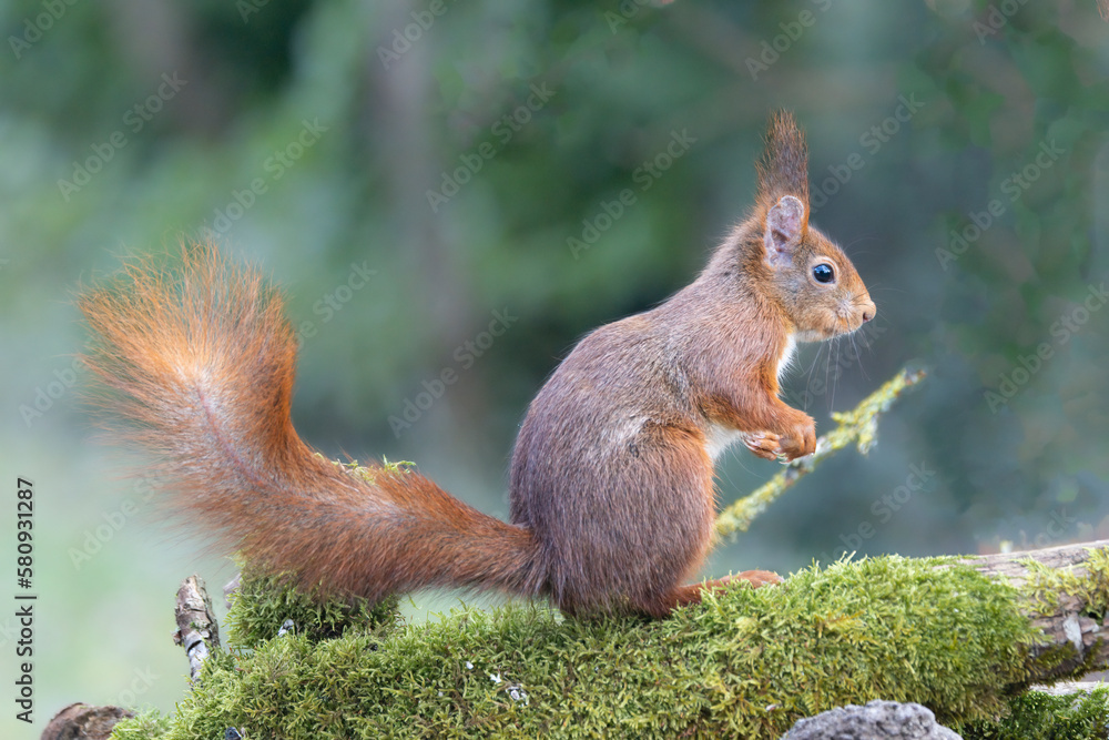 Eichhörnchen (Sciurus vulgaris) Eichhörnchen (Sciurus vulgaris)