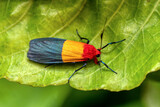 Isorropus tricolor is a moth of the subfamily Arctiinae, Ranomafana National Park. Madagascar wildlife animal