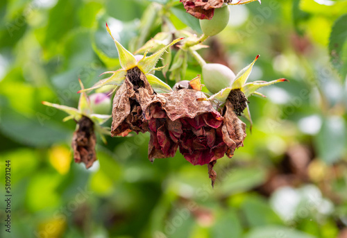 Drying buds on a spray rose. Improper rose care, powdery mildew and aphids. Pink sawfly, close-up photo