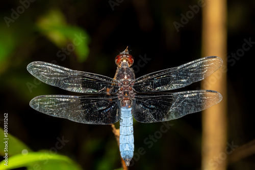 Azure Skimmer Dragonfly male (Orthetrum azureum) freshwater species, Analamazaotra National Park, Madagascar wildlife animal