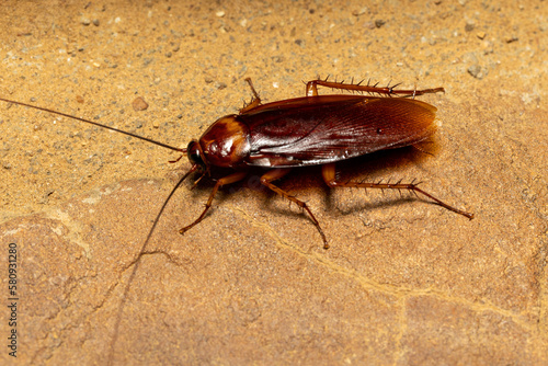 Brown cockroach (Periplaneta brunnea), insect species of cockroach in the family Blattidae, Isalo National Park, Madagascar wildlife animal