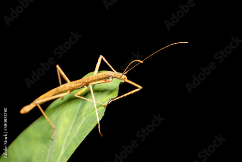 Wallpaper Mural Pink winged stick insect or Madagascan stick insect (Sipyloidea sipylus), species of phasmid insect of the genus Sipyloidea. Analamazaotra National Park. Madagascar wildlife animal Torontodigital.ca