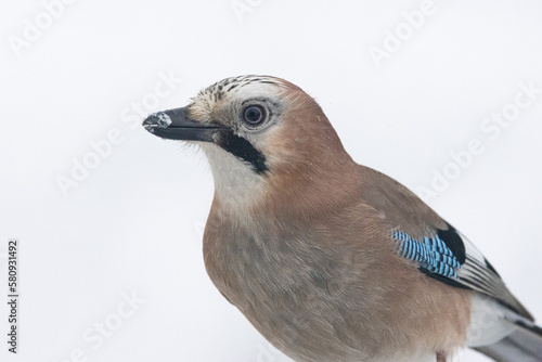 Eichelhäher (Garrulus glandarius)