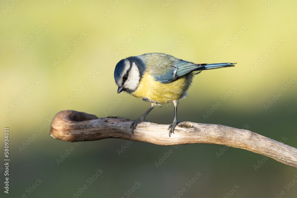 Obraz premium Blaumeise&nbsp;(Cyanistes caeruleu)