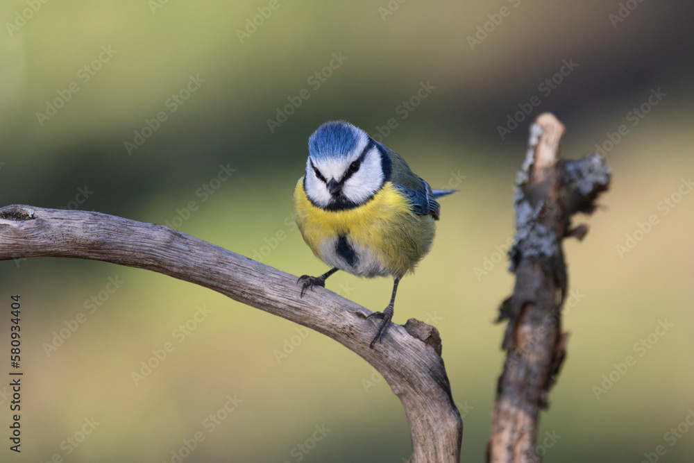 Fototapeta premium Blaumeise&nbsp;(Cyanistes caeruleu)