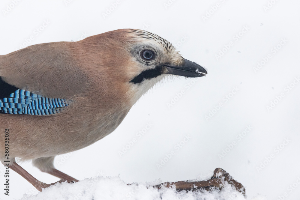 Eichelhäher (Garrulus glandarius) Eichelhäher (Garrulus glandarius)
