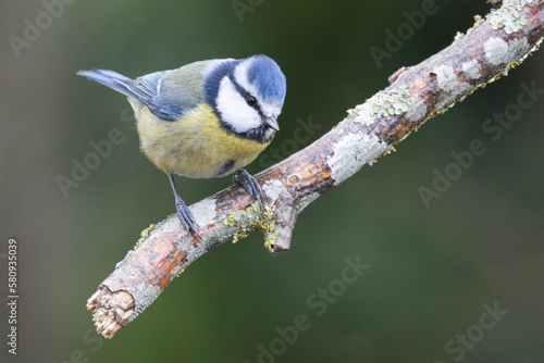 Blaumeise (Cyanistes caeruleu) photo