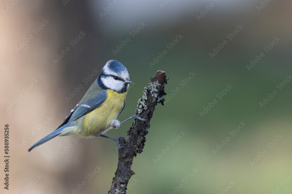 Obraz premium Blaumeise (Cyanistes caeruleu)
