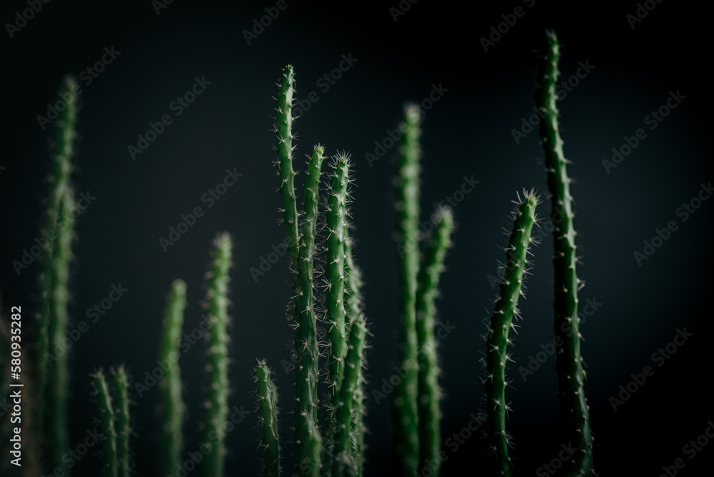 Fototapeta premium Close up green cactus texture in dark background 