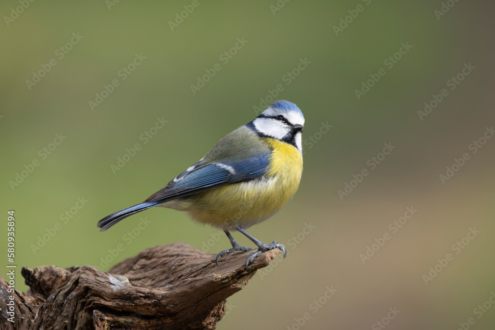 Blaumeise (Cyanistes caeruleu)