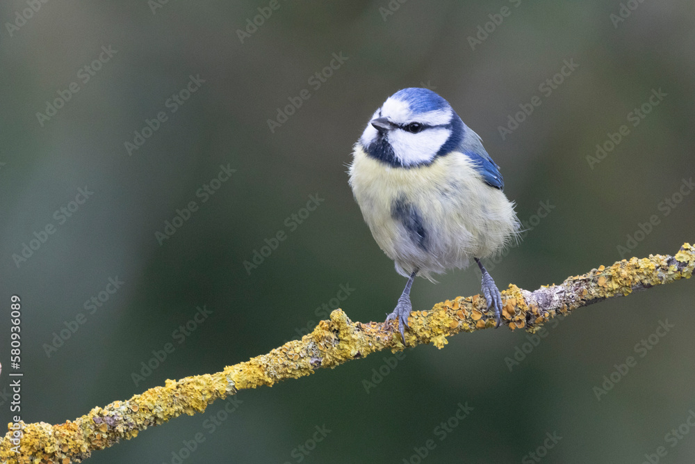 Obraz premium Blaumeise (Cyanistes caeruleu)