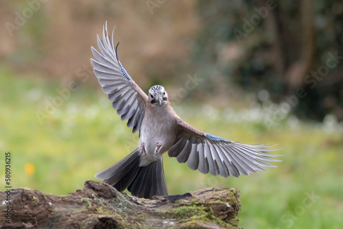 Eichelhäher (Garrulus glandarius)