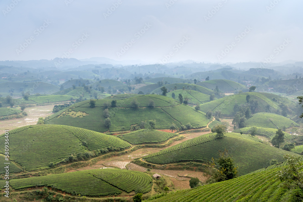 Fototapeta premium View panoramic Long Coc tea hill, Phu Tho province, Vietnam in an early foggy morning.Long Coc is considered one of the most bheautiful tea hills in Vietnam, with hundreds and thousands of small hills