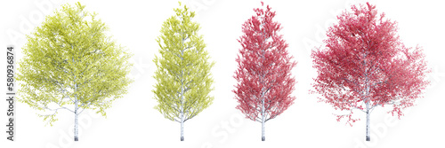 Tree populus tremuloides on transparent background.3d rendering PNG Set photo