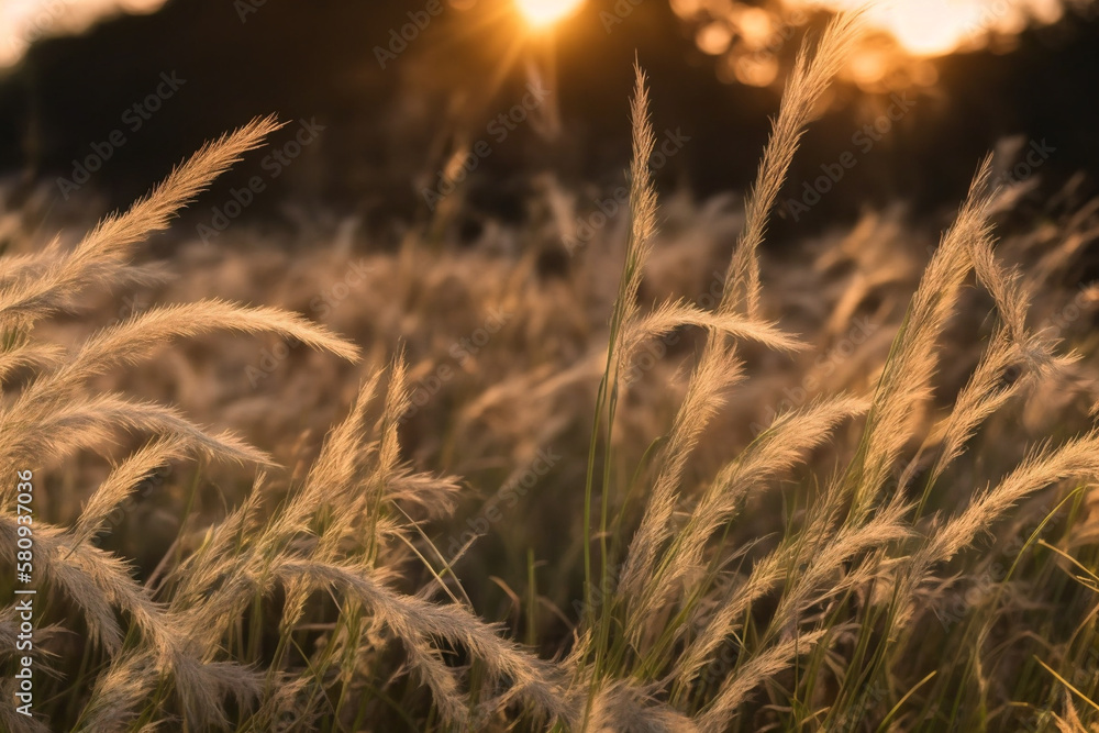 Fototapeta premium grain in the field during golden hour