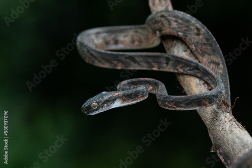 A female bengkulu cat snake boiga bengkuluensis endemic to Indonesia on defensive position with bokeh background 