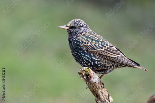 Star (Sturnus vulgaris) © Lothar Lenz