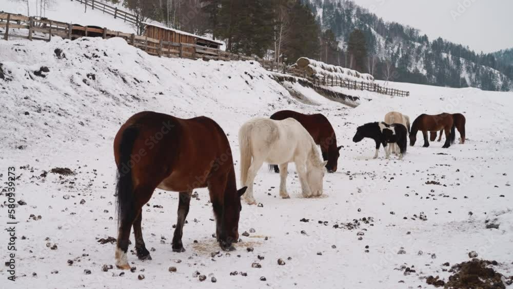 Brown and white horses graze on snowy area near stable in Gorny Altai. Domestic animals look for food in highland covered with snow on winter day Brown and white horses graze on snowy area near stable in Gorny Altai. Domestic animals look for food in highland covered with snow on winter day