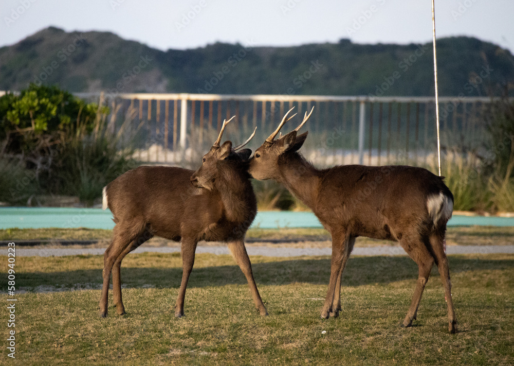 Fototapeta premium deer in the forest