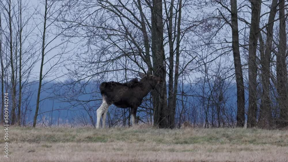A baby moose nibbles on tree branches. A baby moose nibbles on tree branches.