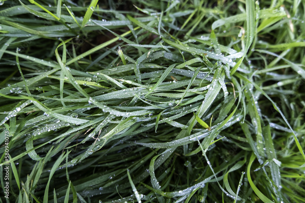 Green grass wet from dew