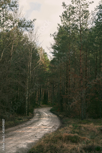 shiny gravel road in the forest. sunbeams at a winding gravel road through an old and mossy coniferous forest