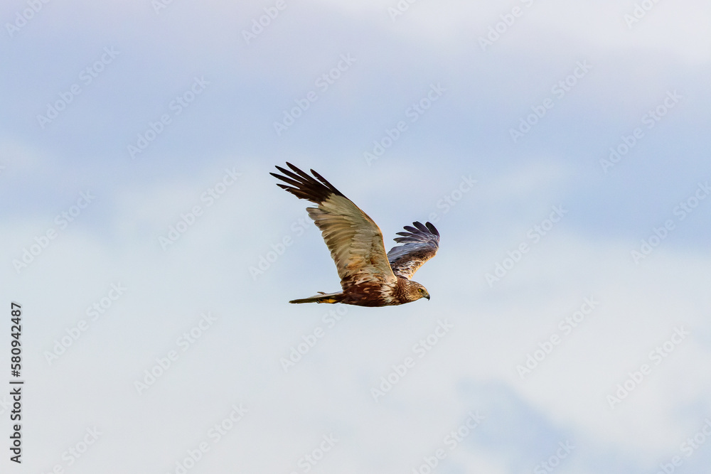 Obraz premium Western marsh harrier (Circus aeruginosus) in flight over Juist, East Frisian Islands, Germany.