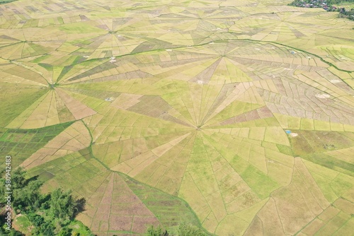 Drone shot from total bird's eye view of spider web rice field in Ruteng on Flores with trees and houses on the edges. photo