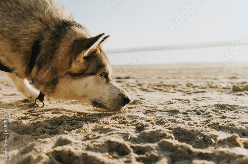 Side view of dog on beach sniffing the sand