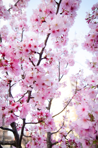 Close-up of cherry blossom on tree photo